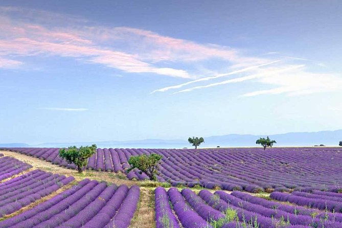 dream-of-women-lavender-fields-wines-tasting-lunch-in-provence