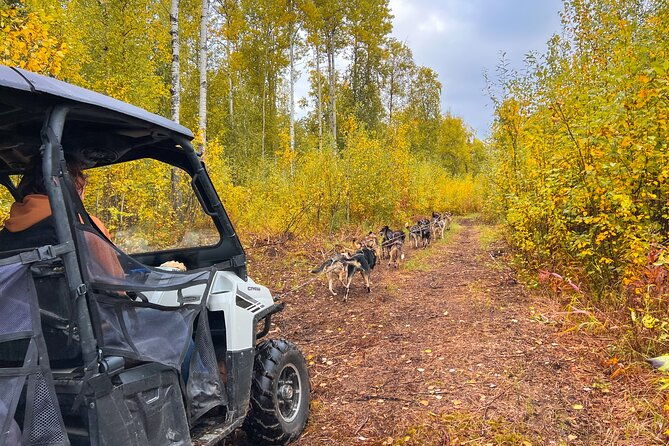 dryland-dog-sled-tour