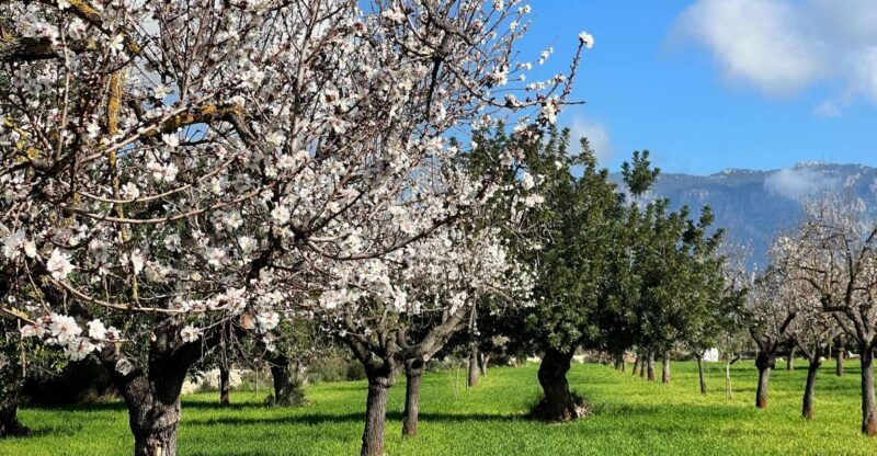 embrace-the-enchantment-of-mallorcas-almond-blossom-season