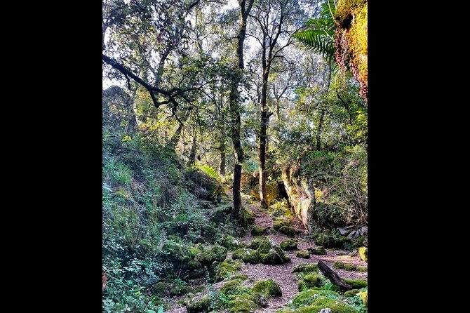 enchanted-forest-hike-and-wine-tasting-private-tour