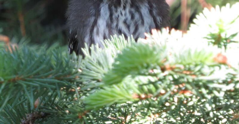 estes-park-birds-of-colorado-speaker-series