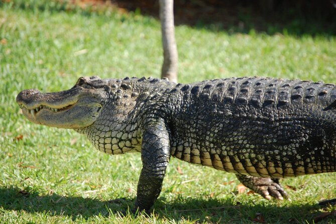 everglades-admission-ticket-with-airboat-ride-and-wildlife-show
