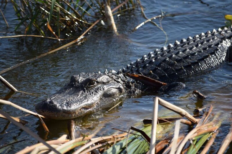 everglades-day-safari-from-fort-lauderdale