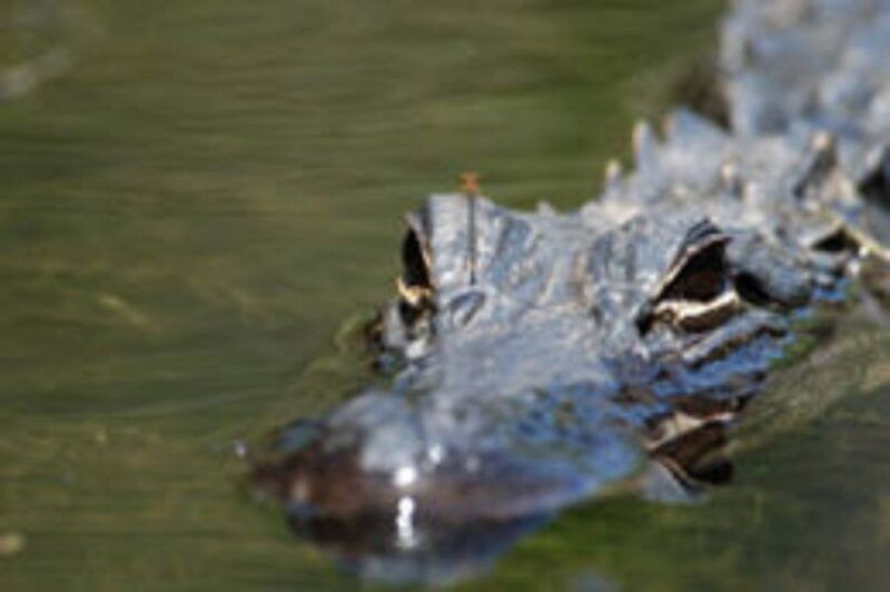 everglades-everglades-alligators-and-orchids-kayak-eco-tour