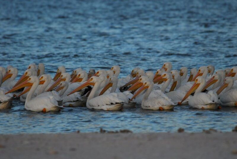 everglades-national-park-2-hour-dolphin-birding-boat-tour