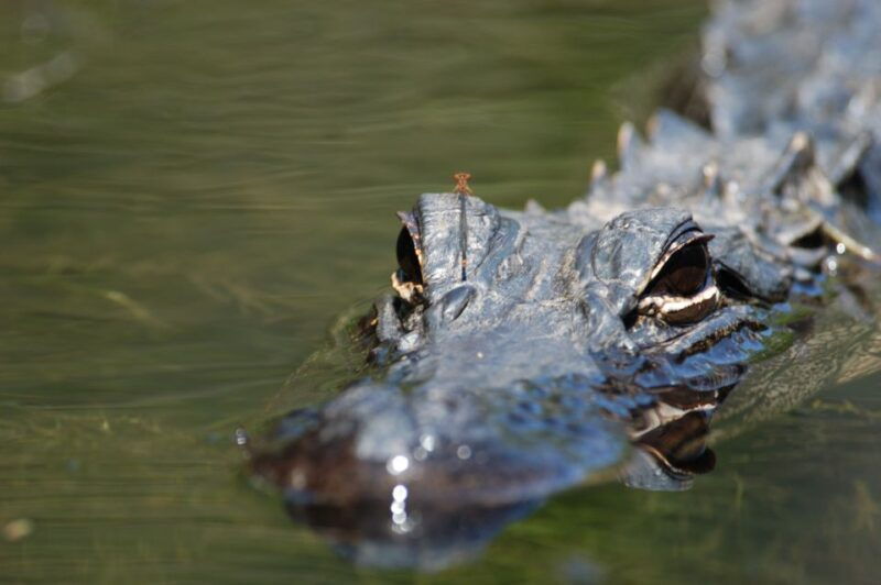 everglades-national-park-mangrove-tunnel-kayak-eco-tour