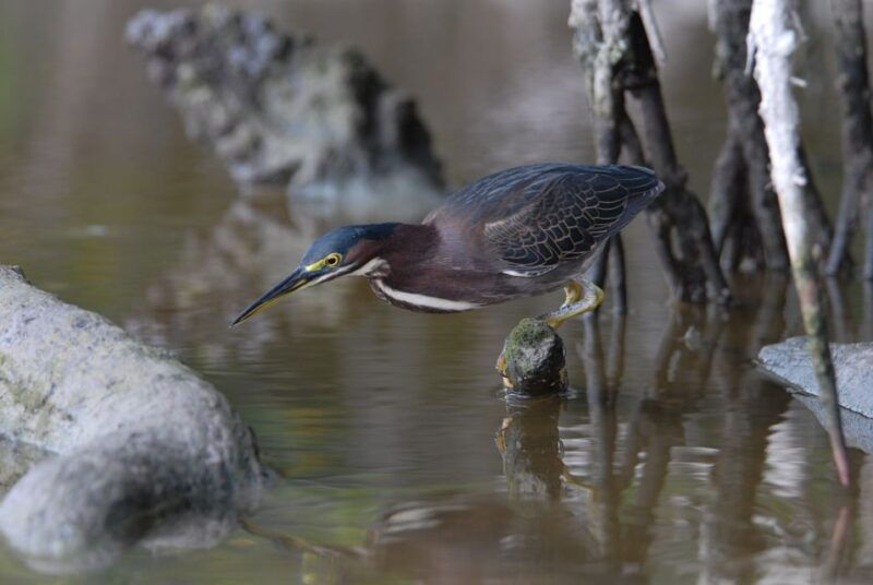 everglades-national-park-private-2-5-hour-photo-safari