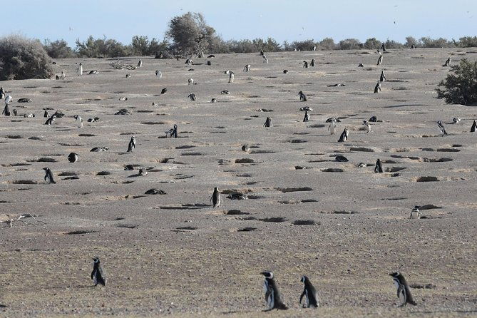 exclusive-punta-tombo-penguins-for-cruise-guests