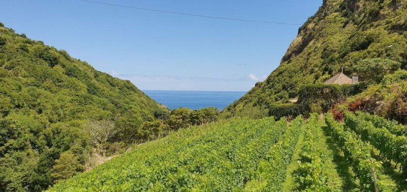 exclusive-wine-tasting-tour-in-the-wine-region-of-boaventura
