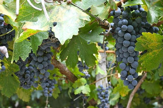 excursion-to-cafayate-wine-country-from-salta