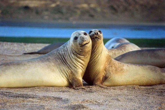 excursion-to-punta-loma-a-sea-lion-colony-from-puerto-madryn
