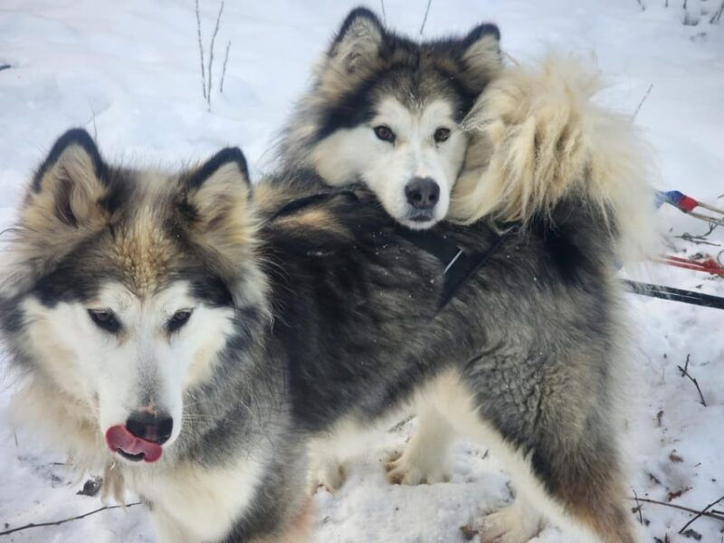 fairbanks-alaskan-summer-sled-dog-adventure
