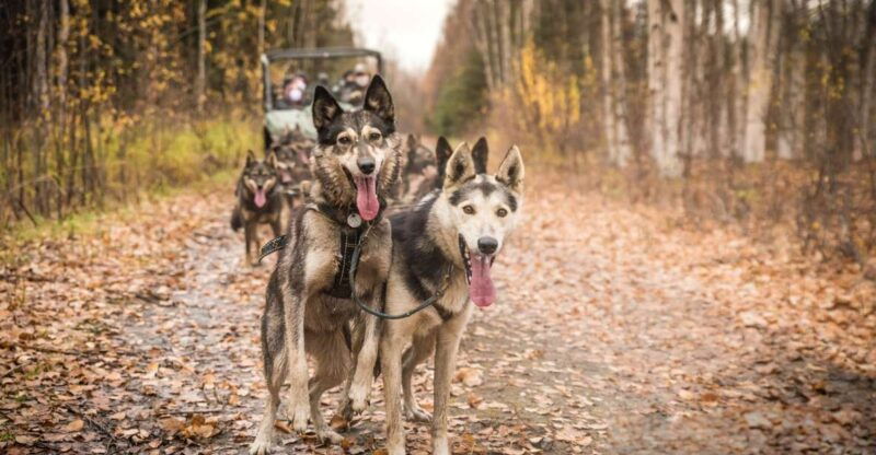 fairbanks-dog-mushing-through-fall-landscapes-on-a-utv