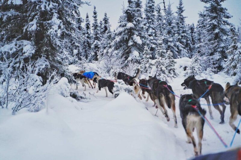 fairbanks-dog-sledding-tour-with-transportation
