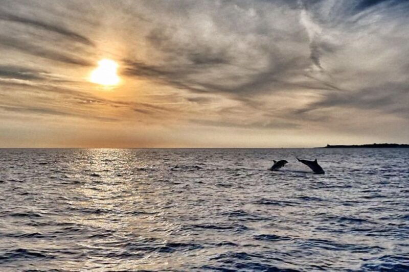 fazana-guided-dolphin-watching-sightseeing-cruise-at-sunset