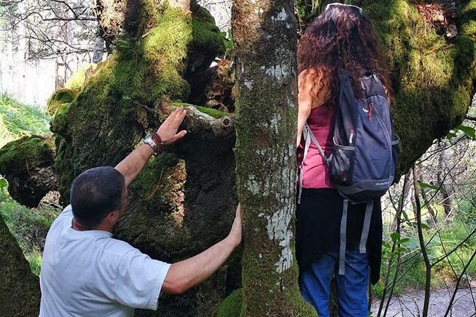 forest-baths-shinrin-yoku-therapeutic-in-celtic-sacred-forests