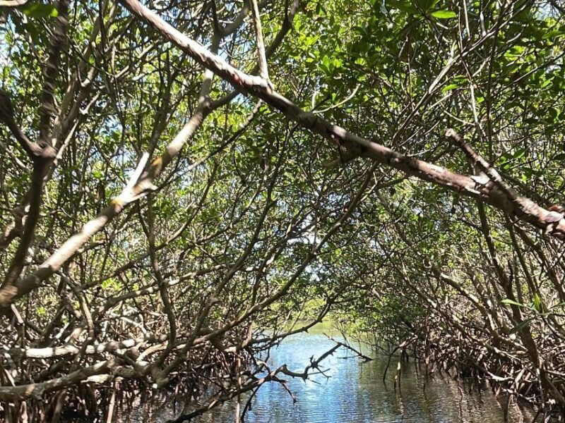 fort-pierce-6-hr-mangroves-coastal-rivers-wildlife-in-fl