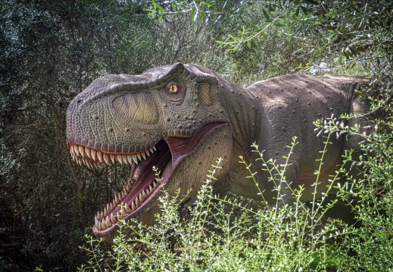 from-alcudia-dinosaurland-and-hams-caves-half-day-trip
