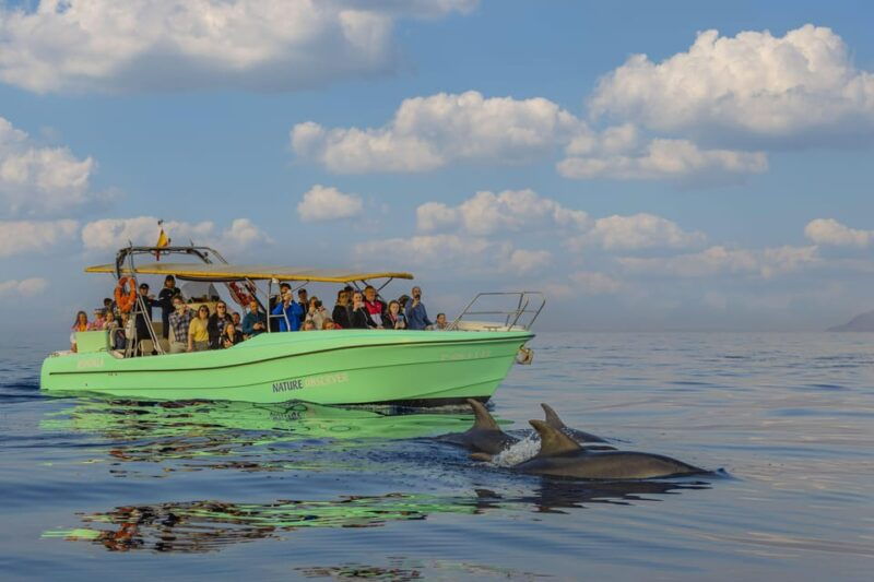 from-alcudia-sunrise-dolphin-watching-boat-tour