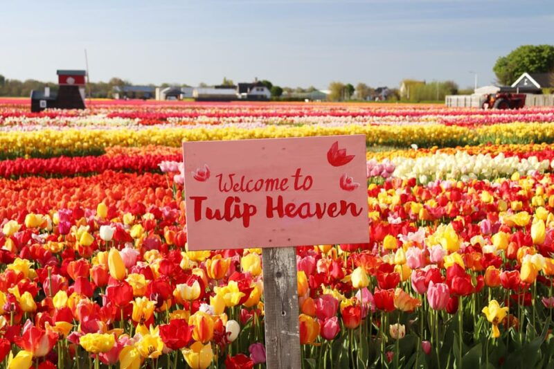 from-amsterdam-keukenhof-and-tulip-experience-bus-tour