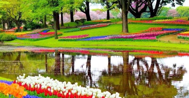 from-amsterdam-private-keukenhof-and-tulip-experience-tour