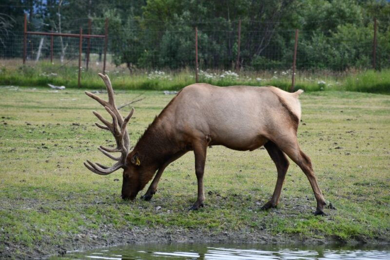 from-anchorage-valley-of-glaciers-wildlife-center-tour