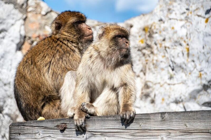 from-benalmadena-guided-gibraltar-day-trip