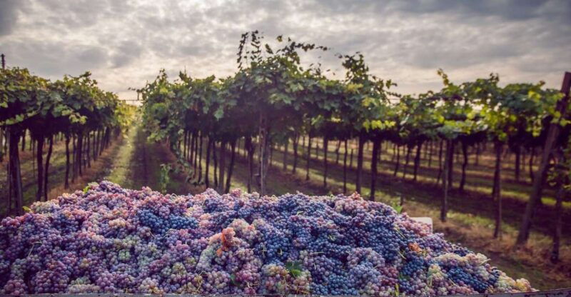 from-bologna-wine-tasting-and-vineyard-tour
