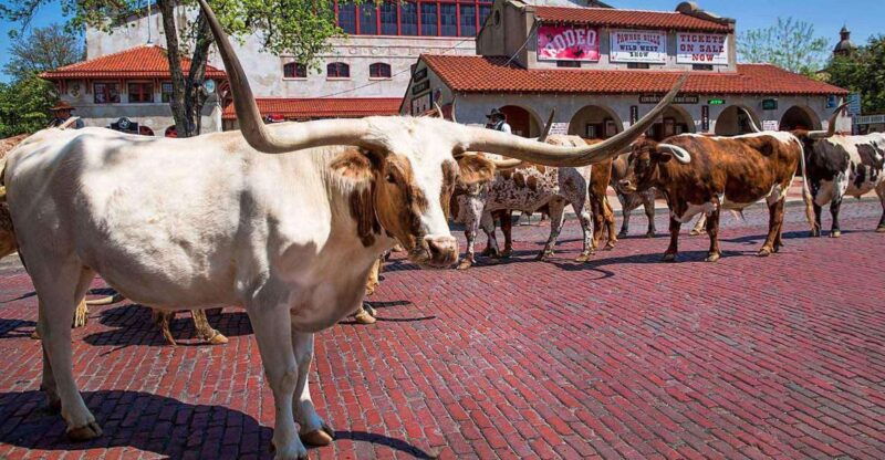 from-dallas-fort-worth-guided-day-tour