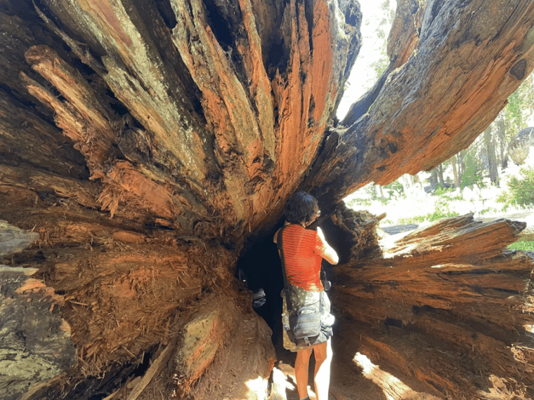 from-fresno-sequoia-national-park-tour-w-transfer-lunch