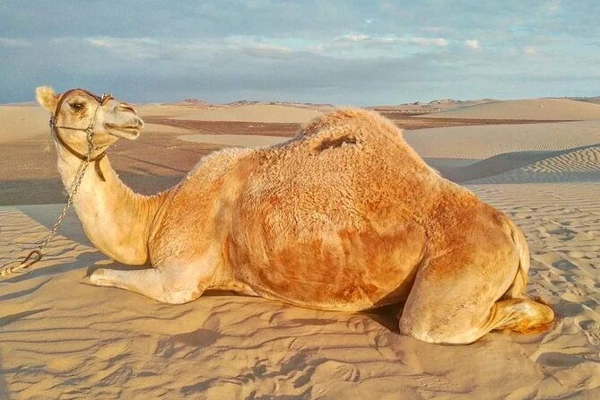 from-ica-camel-buggy-ride