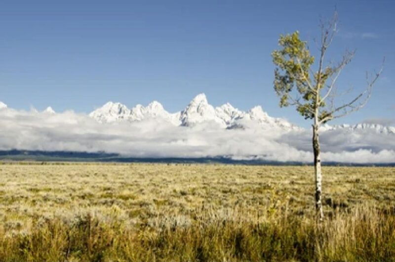 from-jackson-grand-teton-wildlife-scenery-tour-with-lunch