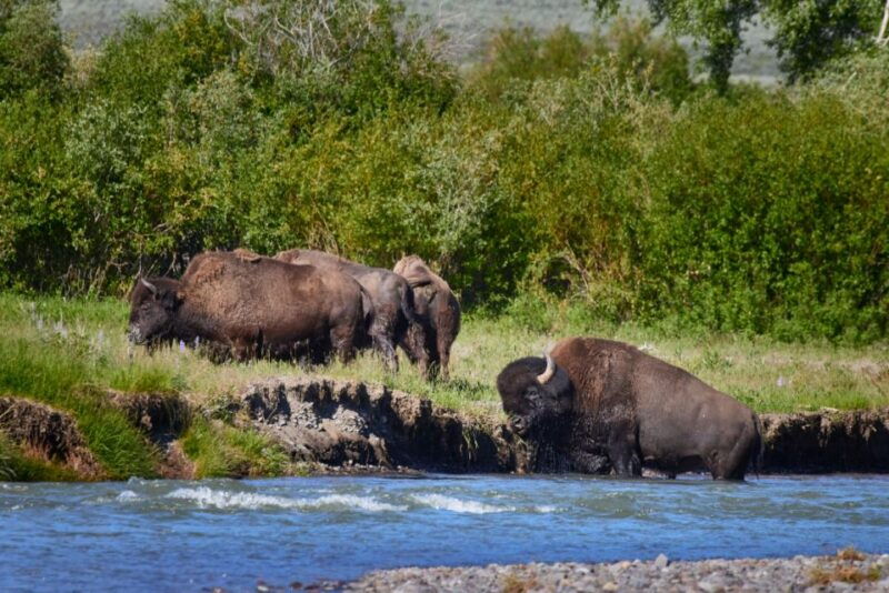 from-jackson-half-day-grand-teton-national-park-tour