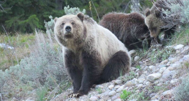 from-jackson-yellowstone-day-tour-including-entrance-fee
