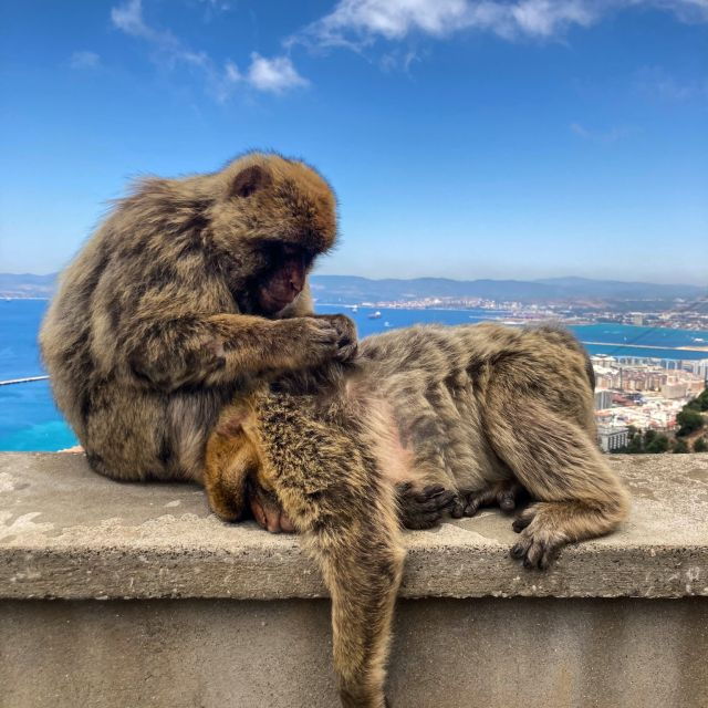 from-jerez-gibraltar-full-day-tour