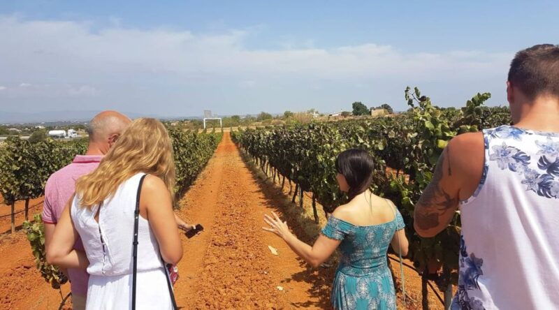 from-lagos-private-algarve-wineries-tour-with-tastings
