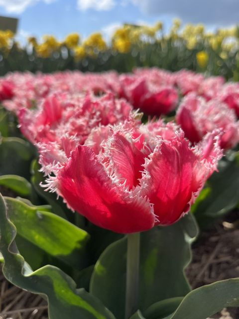 from-lisse-landrover-tour-around-keukenhof-flower-fields
