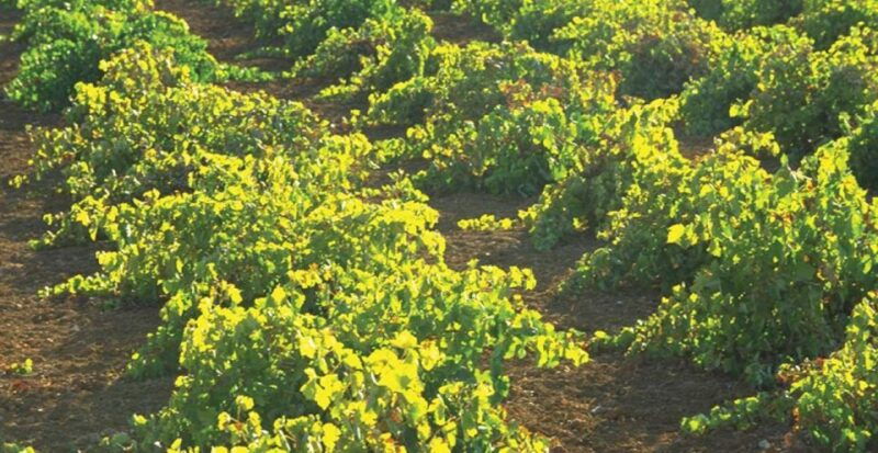 from-marbella-antequera-wine-tour-with-tastings-and-lunch