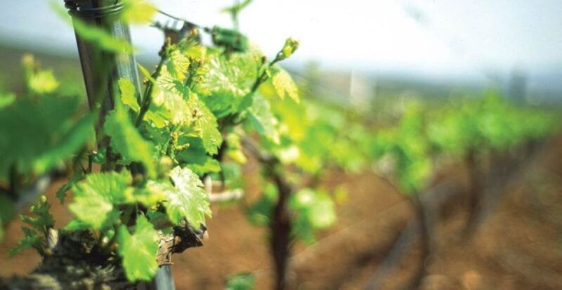 from-marbella-axarquia-wine-tour-with-wine-pairing-lunch