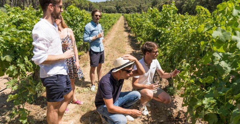 from-marseille-bandol-cassis-full-day-wine-tour