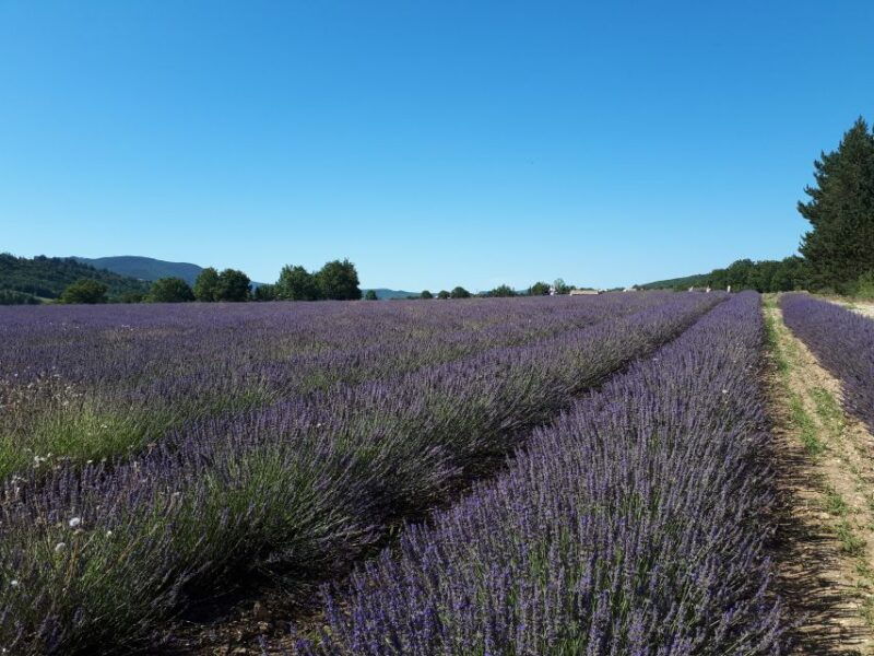 from-marseille-cruise-port-valensole-lavender