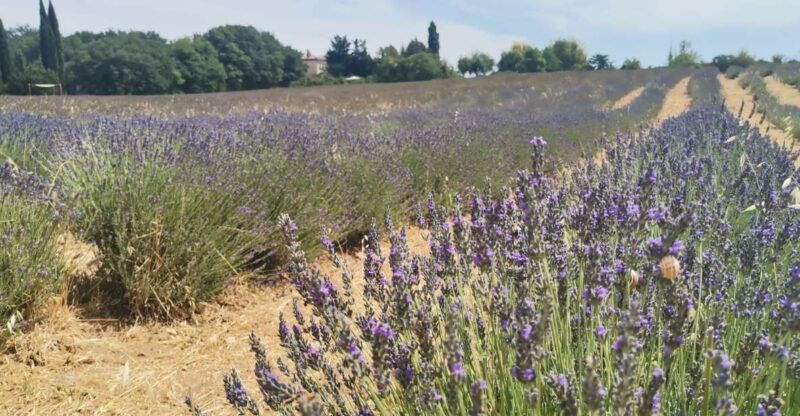 from-marseille-customizable-private-day-tour-of-provence