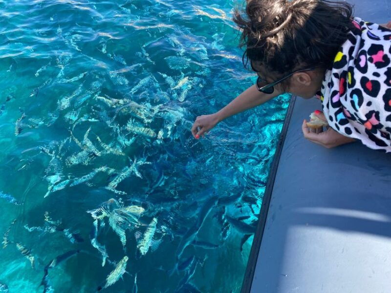 from-palau-corsican-archipelago-half-day-rib-boat-trip