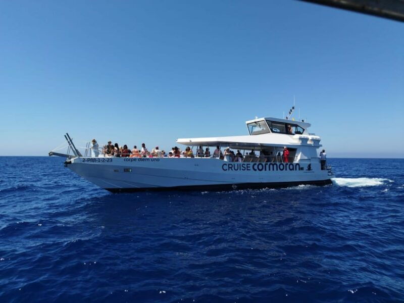 from-palma-3-hour-morning-dolphin-watching-boat-tour