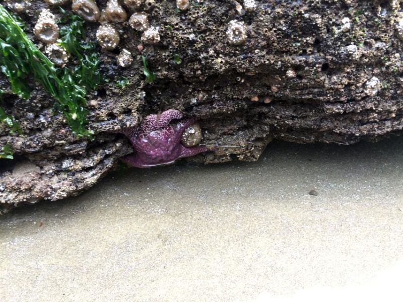 from-portland-oregon-coast-day-trip-cannon-beach-area