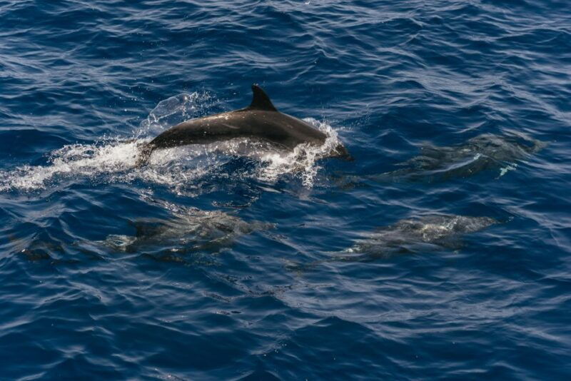 from-puerto-rico-de-gran-canaria-dolphin-watching-cruise