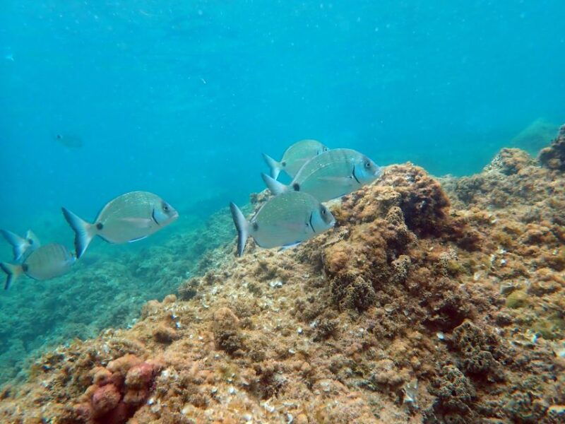 from-santa-pola-snorkel-trip-in-tabarca-island
