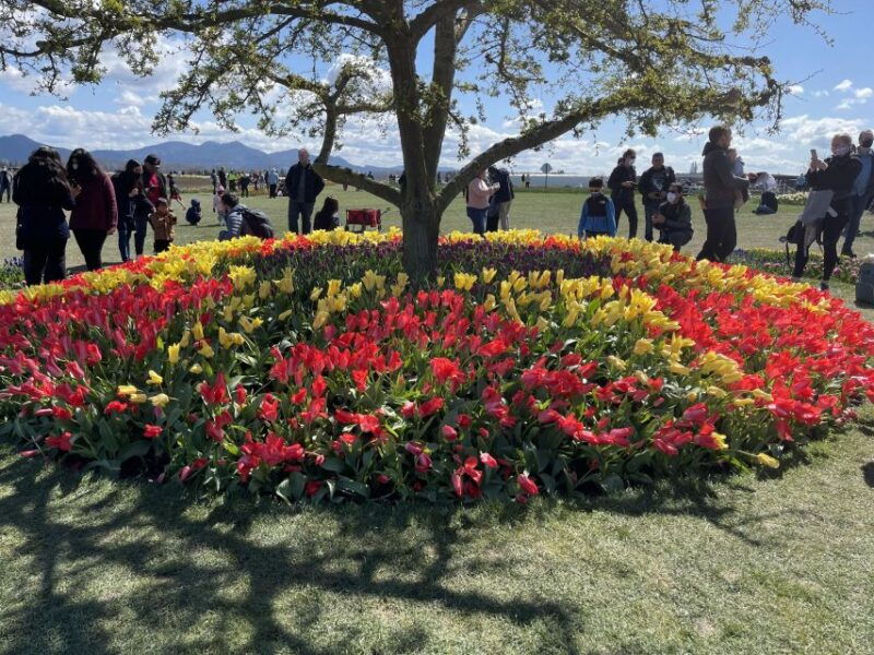 from-seattle-tour-of-skagit-valley-tulip-festival