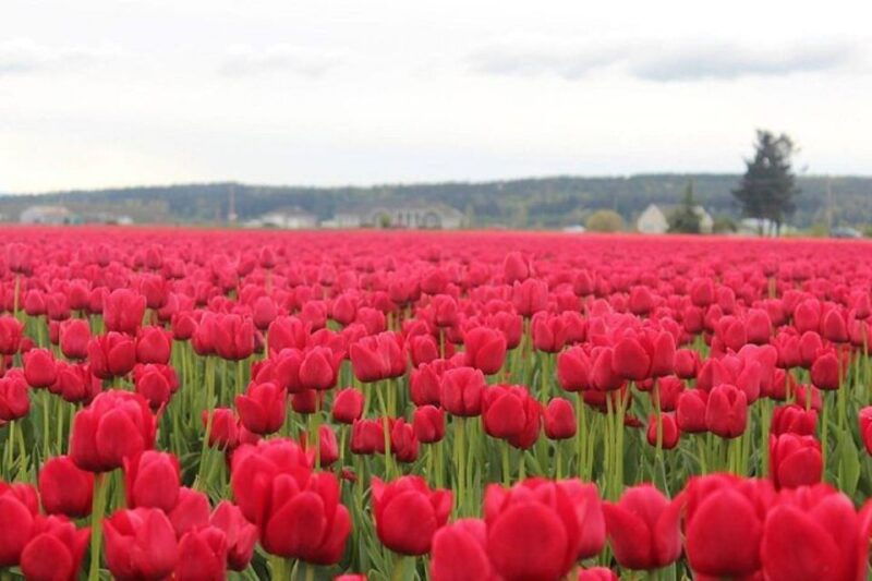 from-seattletulip-festival-at-skagit-valley-and-la-conner