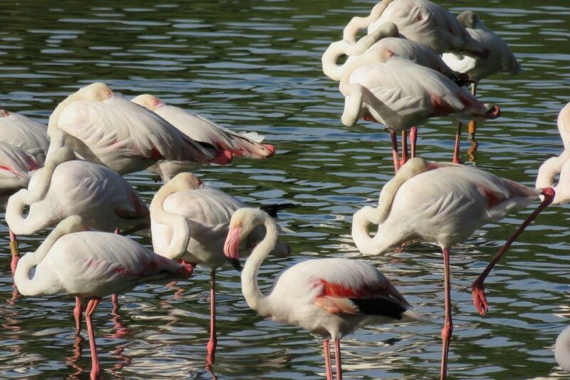 from-seville-donana-national-park-day-trip